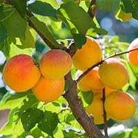 Apricot Fruit Extract