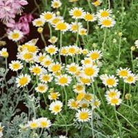 German Camomile Flower Extract