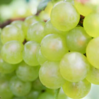 Grape Juice Fermented Extract botanicals