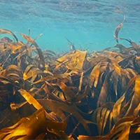 Laminaria Angustata Extract