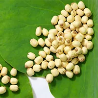 Lotus Seed Extract Nelumbo Nicifera Germ Extract