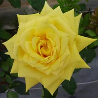 Moonlight Rose Fermented Extract