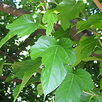 Morus Alba botanicals