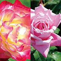 Naris Original Rose Water