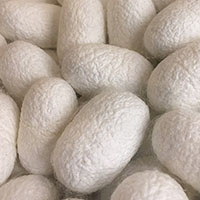 Natural Silk Fiber botanicals