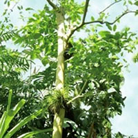 Pau D’ Arco Tree Bark Extract botanicals
