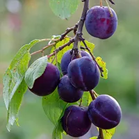 Plum Extract Plum Extract