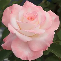 Rosa Hybrid Flower Extract Rosa Hybrid Flower Extract