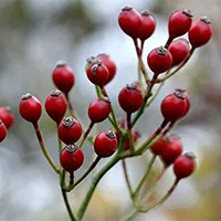 Rosa Multiflora Fruit Extract