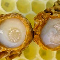 Royal Jelly Fermentation Liquid botanicals