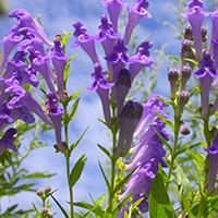 Scutellaria Baicalensis botanicals
