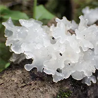 Snow Fungus Mushroom