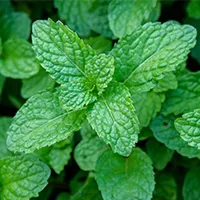 Spring Mint Extract