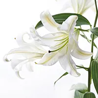 White Lily Extract White Lily Extract