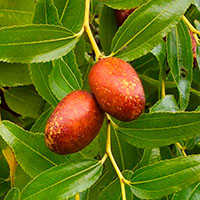 Zizyphus Jujuba botanicals