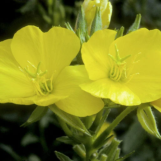 Evening Primrose Photo