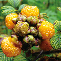 Himalayan Raspberry botanicals