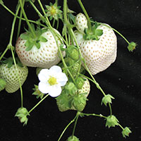 White Strawberry botanicals